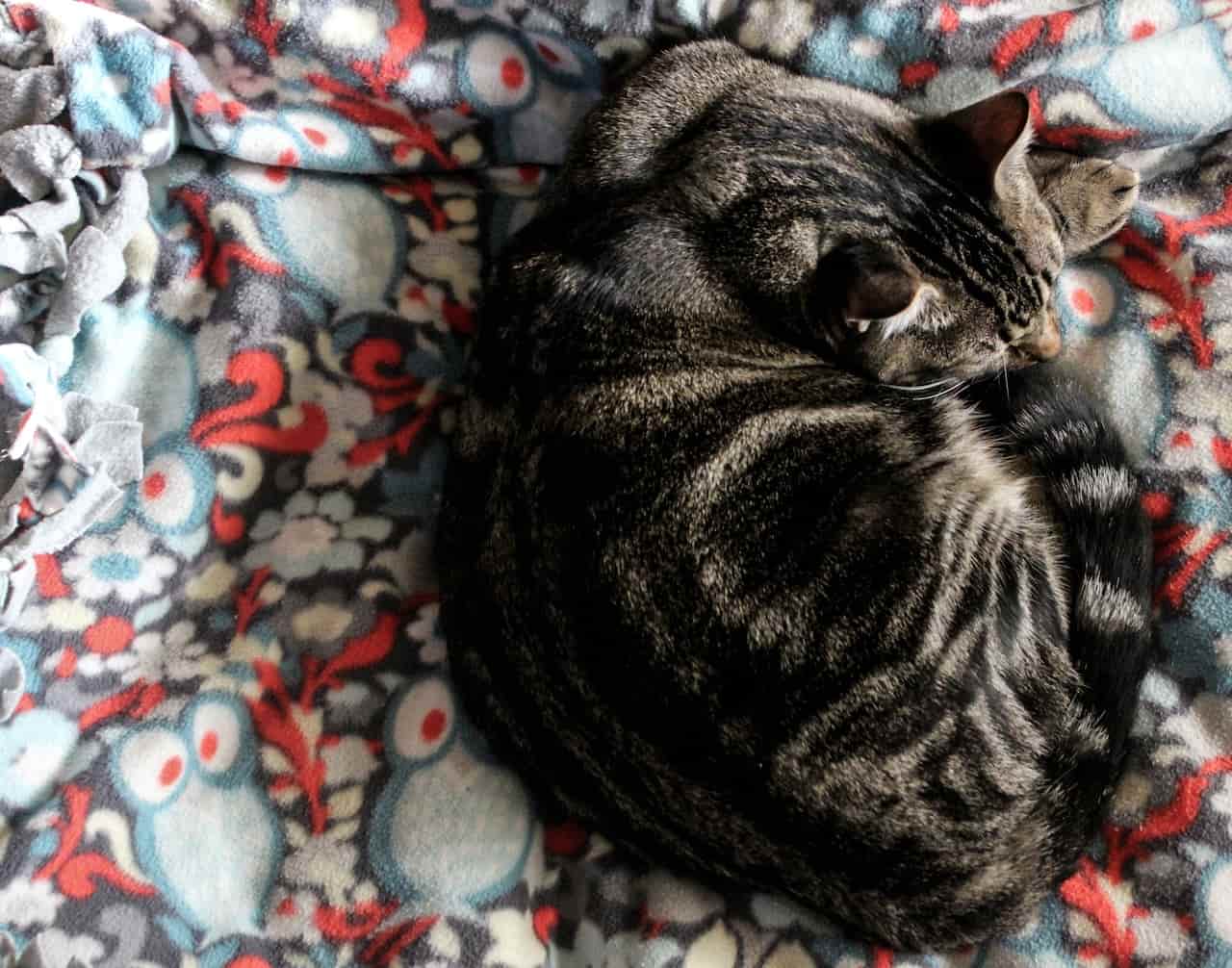 cat blankets print on demand