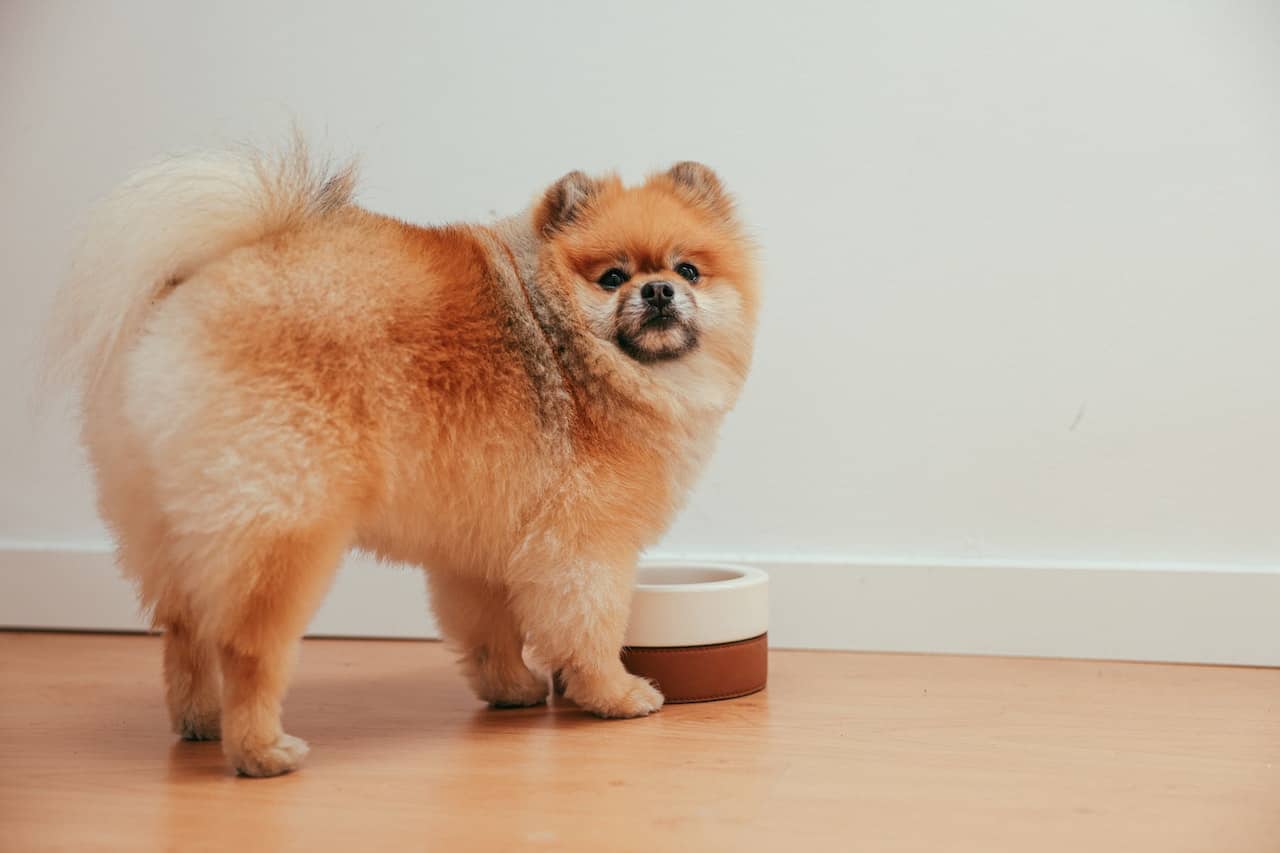 dog bowls sell on amazon