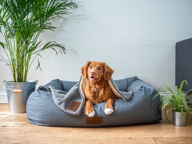 dropshipping products for pets